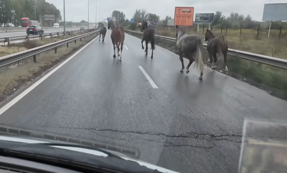 Szabadon vágtázó lovak veszélyeztették a forgalmat az M5-ösön – videó